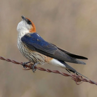 Greater Striped Swallow